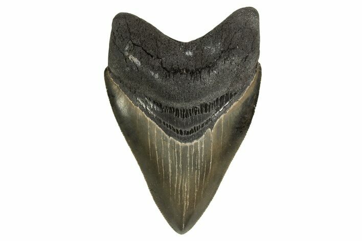 Serrated, Fossil Megalodon Tooth - Georgia #332832